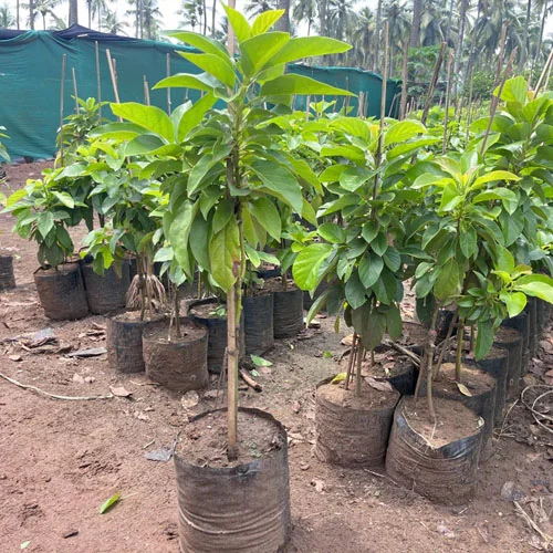 1724657204Untitled-1