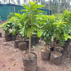 1724657204Untitled-1