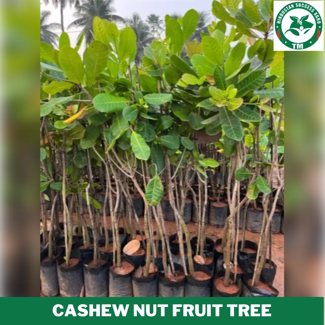 1724657382Cashew Nut Fruit Tree
