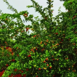 1724657771Untitled-1