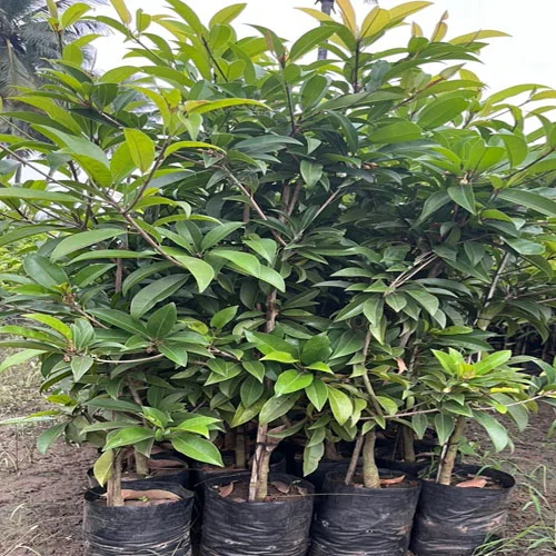 1724662588Untitled-1