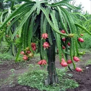 1724668256Untitled-1