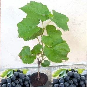 1724668690Untitled-3