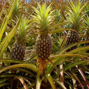 1724668862Untitled-3