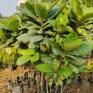 1724670604Untitled-3