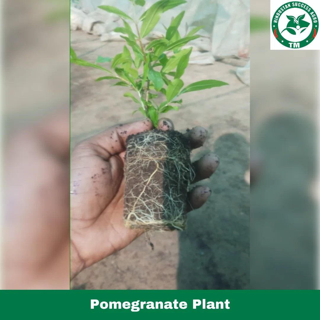 1724670739Pomegranate Plant (3)