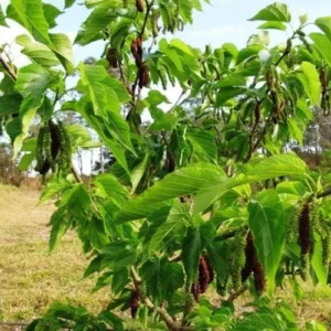 1724671043Untitled-3