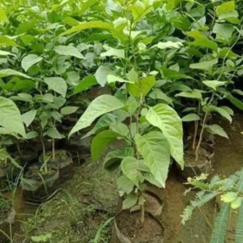 1724671312Untitled-3