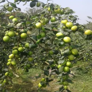 1724671517Untitled-3