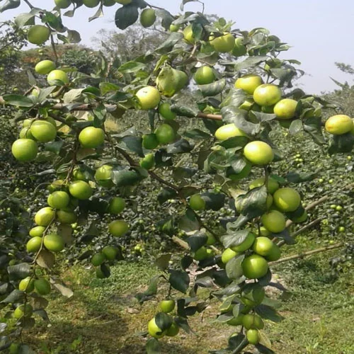 1724671517Untitled-3