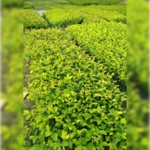 1724671822Image_Editor (21)