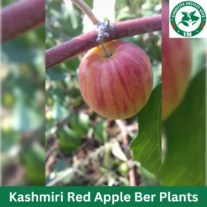1724671938Kashmiri Red Apple Ber Plants (5)