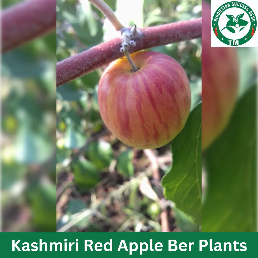 1724671938Kashmiri Red Apple Ber Plants (5)