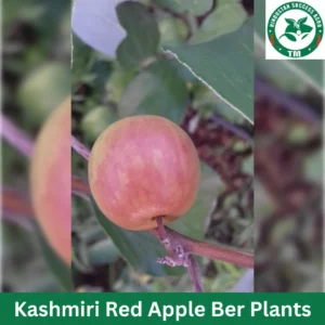 1724672216Kashmiri Red Apple Ber Plants (2)