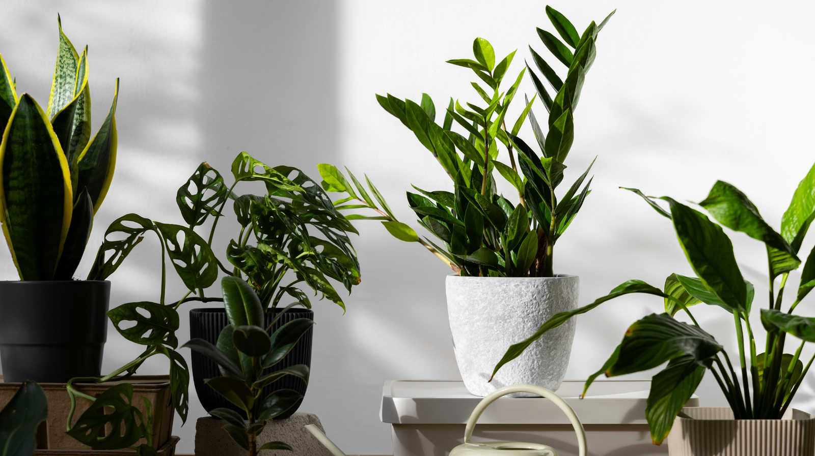 Indoor Plants