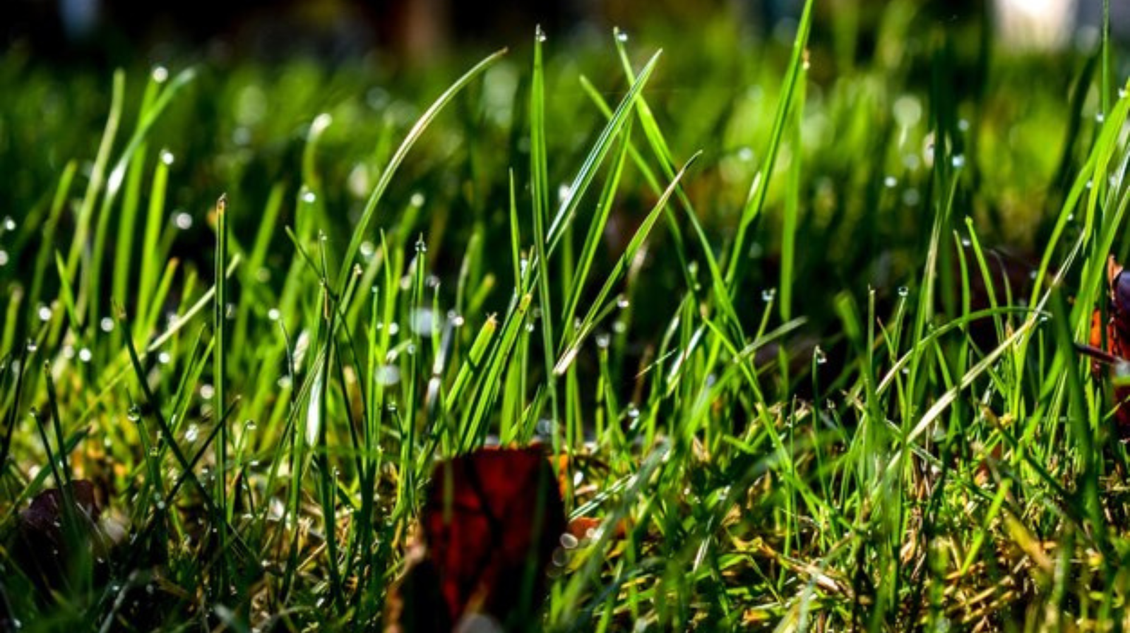 Lawn Grass Plants All Variety