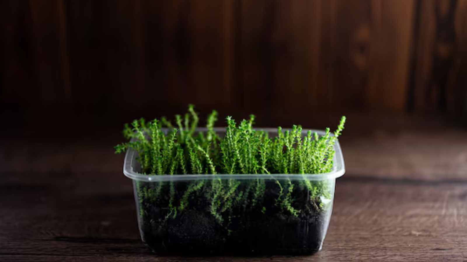 Tissue Culture Plants