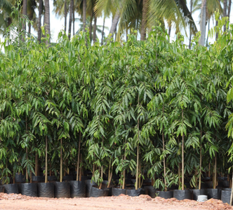 Ashok Plants Ashok Plants