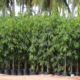 Ashok Plants Ashok Plants