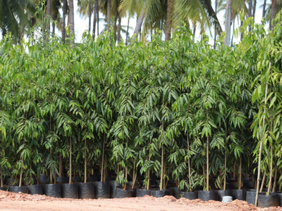 Growing a Greener Tomorrow: Your Trusted Partner at Hindustan Success Agro