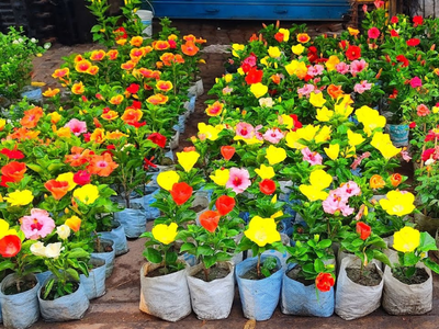 Wholesale Plants Supplier Seoni MP – Hindustan Success Agro