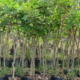 Rain Tree Rain Tree