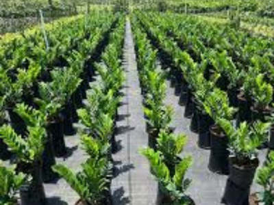 Wholesale Plant Supplier in MP – Hindustan Success Agro